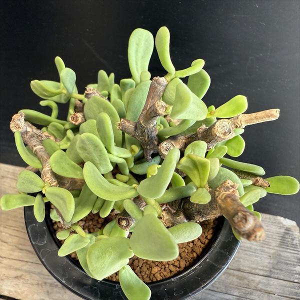 ☆特価☆コーデックス：ケラリア ピグマエア 大株 発根済*葉幅11cm 
