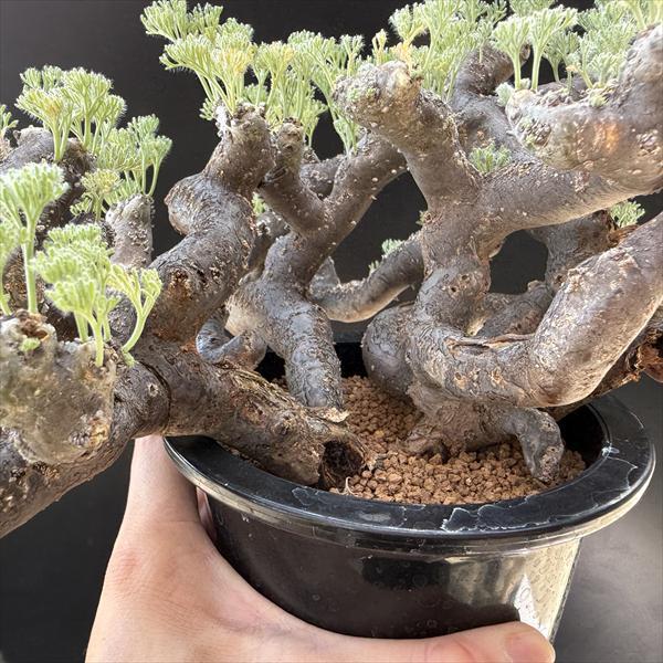 ☆特価☆コーデックス：サルコカウロン ムルチフィズム 発根済*幅