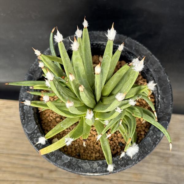 【新品種アガベ】アルボピロサ(アルボピローサ) ☆特価☆多肉植物：アガベ アルボピロサ*幅11cm 現品！一品