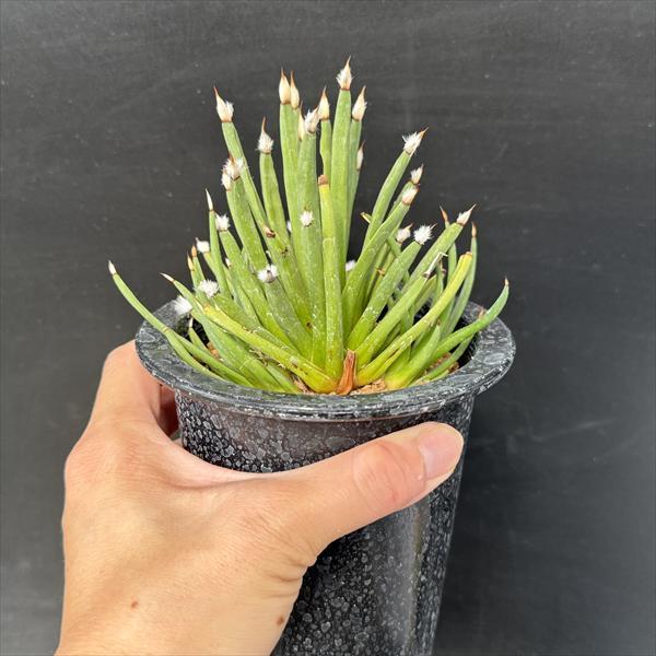 ☆特価☆多肉植物：アガベ アルボピロサ*幅11cm 現品！一品