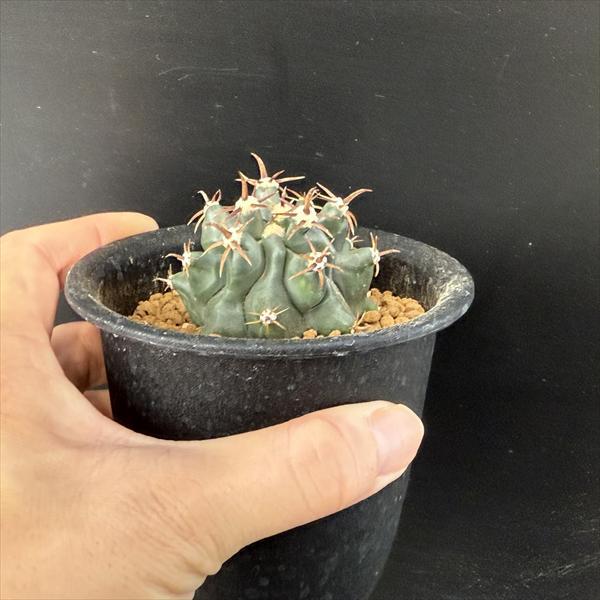 サボテン：フェロカクタス 短刺巨鷲玉 実生*幅5cm 現品！一品限り