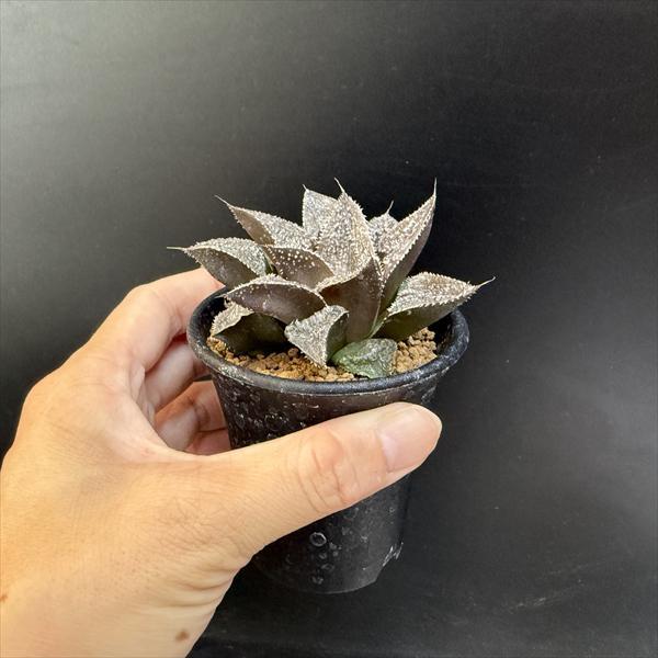 多肉植物：ハオルチア 大銀城*幅7.5cm : 遊恵盆栽 Yahoo!店 - 通販