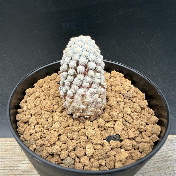多肉植物　花サボテン　3番　(カキコ) 多肉植物 花サボテン 3番 (カキコ) - メルカリ