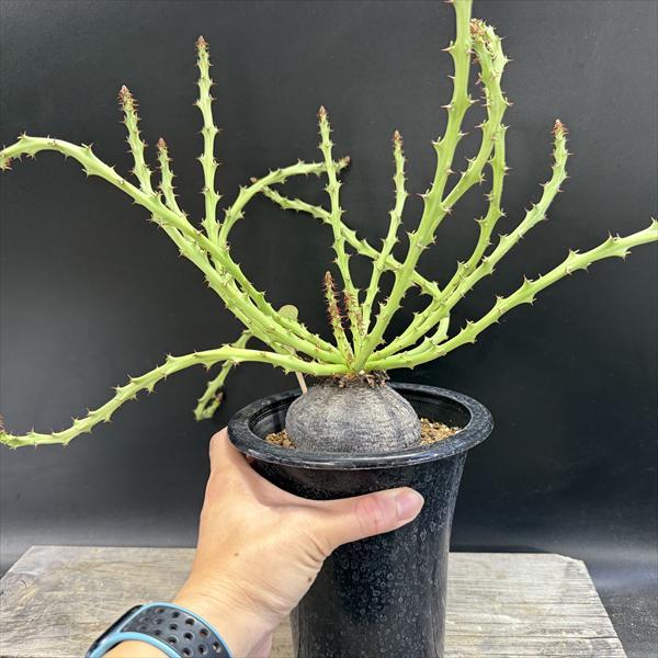 コーデックス：ユーフォルビア デシドゥア 蓬莱島*塊根幅8cm 現品