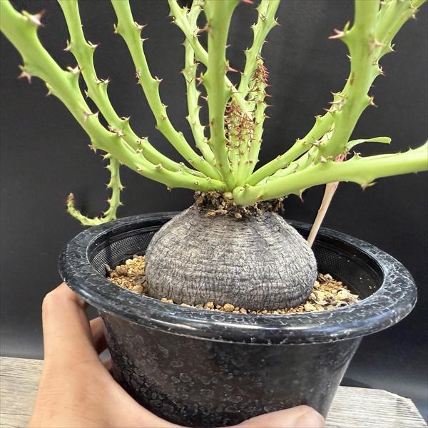 コーデックス：ユーフォルビア デシドゥア 蓬莱島*塊根幅8cm 現品