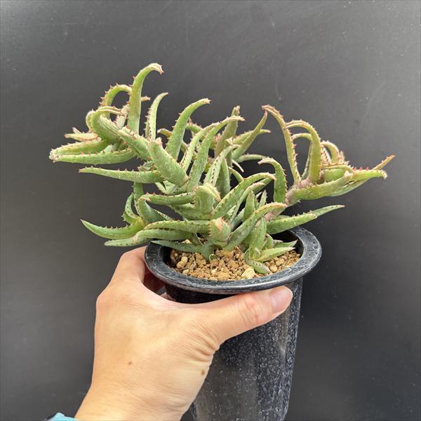 多肉植物：アロエ カスティロニアエ*幅21cm 現品！一品限り : 遊恵