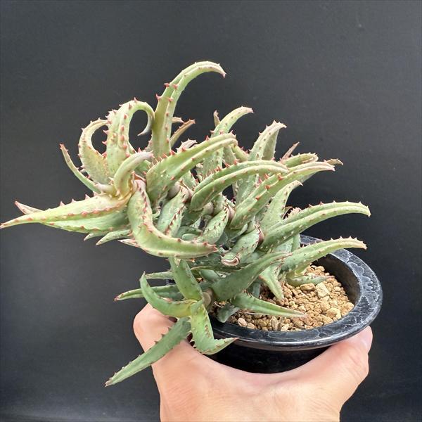 多肉植物：アロエ カスティロニアエ*幅21cm 現品！一品限り : 遊恵