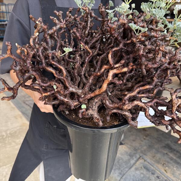 ☆特価☆コーデックス：ペラルゴニウム ミラビレ*幅45cm 現品