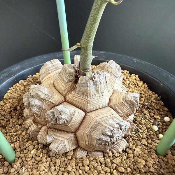【塊根植物】アフリカ亀甲竜 ☆特価☆コーデックス：アフリカ亀甲竜*塊根幅8.5cm 現品！一品限り