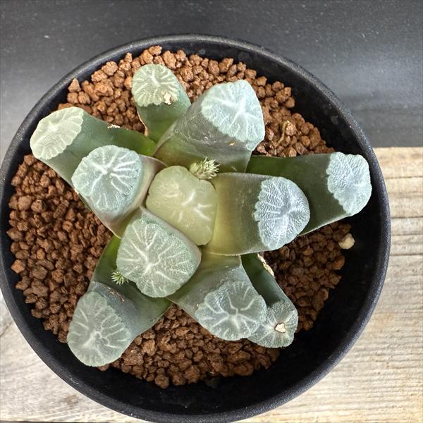 ☆特価☆多肉植物：ハオルチア 万象*幅7cm 現品！一品限り : 遊恵
