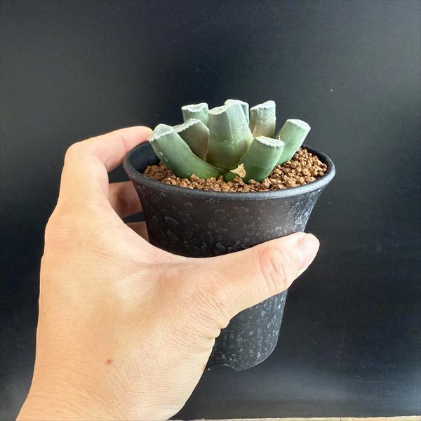 ☆特価☆多肉植物：ハオルチア 万象*幅7cm 現品！一品限り : 遊恵