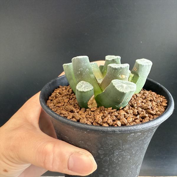☆特価☆多肉植物：ハオルチア 万象*幅7cm 現品！一品限り : 遊恵