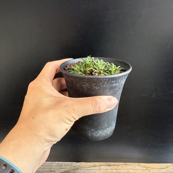 多肉植物：ハオルチア 大型パークシアナ*幅7cm 現品！一品限り