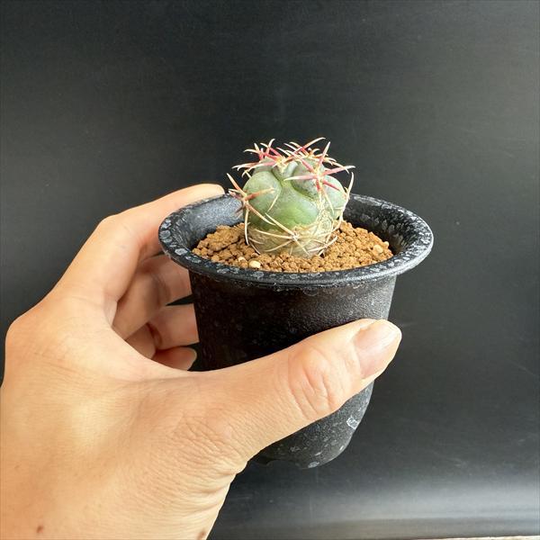 サボテン：テロカクタス 紅鷹*幅3cm ☆赤松実生 : 遊恵盆栽 Yahoo!店