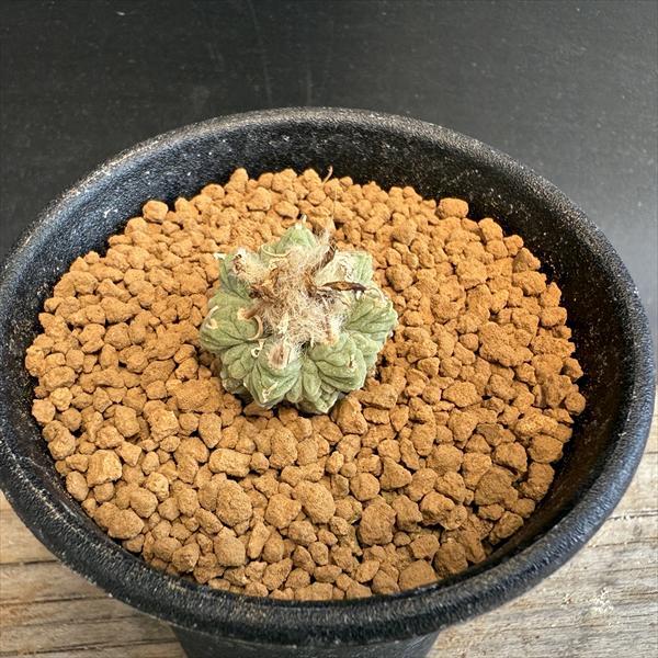 サボテン：アズテキウム 花籠（はなかご）実生*幅2cm 現品 一品限り