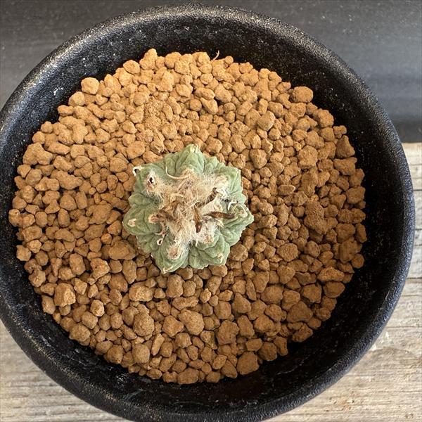 サボテン：アズテキウム 花籠（はなかご）実生*幅2cm 現品