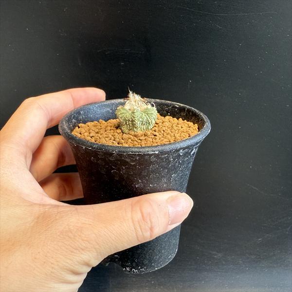 サボテン：アズテキウム 花籠（はなかご）実生*幅2cm 現品