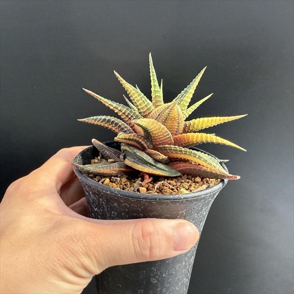 多肉植物：ハオルチア 瑠璃殿錦*幅9cm 現品！一品限り : 遊恵盆栽