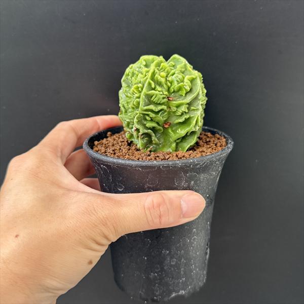 サボテン：アストロフィツム 複隆碧瑠璃鸞鳳玉 実生*幅6cm 現品