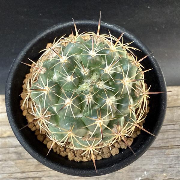 サボテン：コリファンタ 金環蝕*幅4.5cm : 遊恵盆栽 Yahoo!店 - 通販
