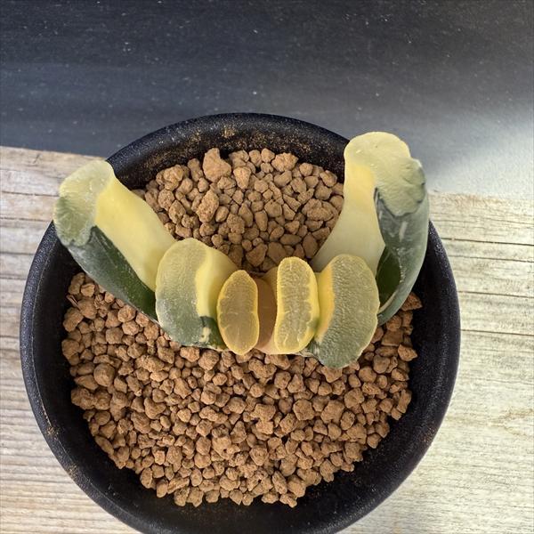 ☆特価☆多肉植物：ハオルチア 玉扇錦 R-2*幅5cm 現品！一品限り