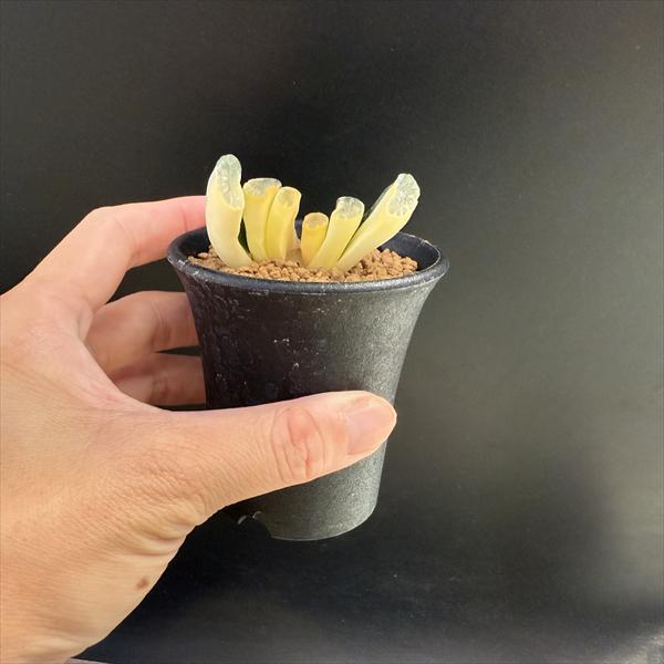 ☆特価☆多肉植物：ハオルチア 玉扇錦 R-2*幅5cm 現品！一品限り
