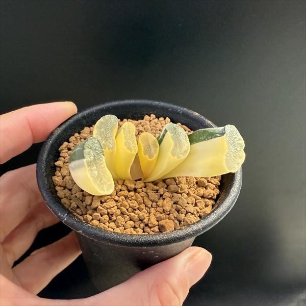☆特価☆多肉植物：ハオルチア 玉扇錦 R-2*幅5cm 現品！一品限り