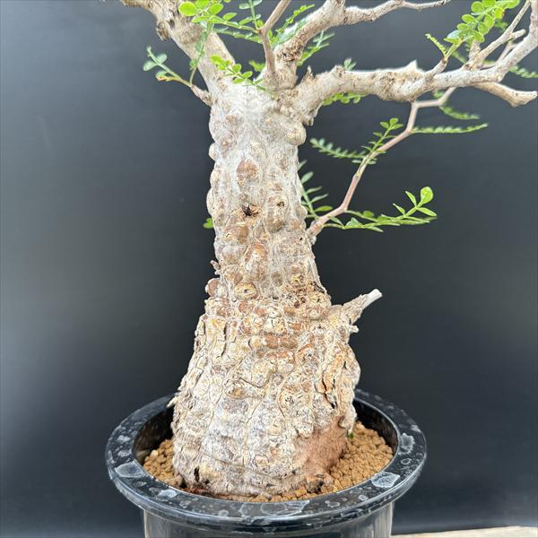 ☆特価☆コーデックス：オペルクリカリア パキプス 発根済*葉幅50cm