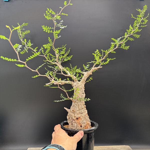 ☆特価☆コーデックス：オペルクリカリア パキプス 発根済*葉幅50cm