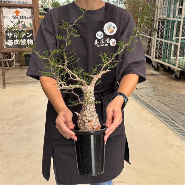 ☆特価☆コーデックス：オペルクリカリア パキプス 発根済*葉幅50cm