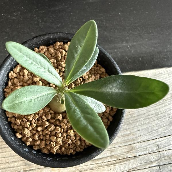 コーデックス：パキポディウム サキュレンタム*ミニ 塊根幅1.2cm