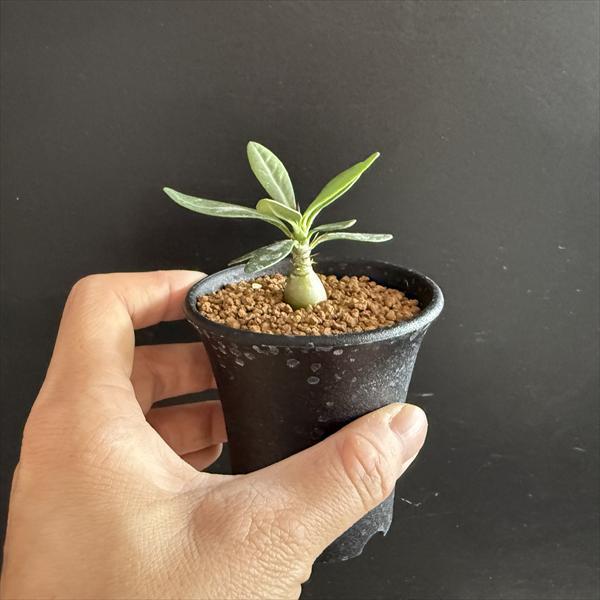 コーデックス：パキポディウム サキュレンタム*ミニ 塊根幅1.2cm