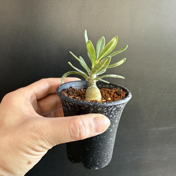 コーデックス：パキポディウム サキュレンタム*ミニ 塊根幅1.5cm