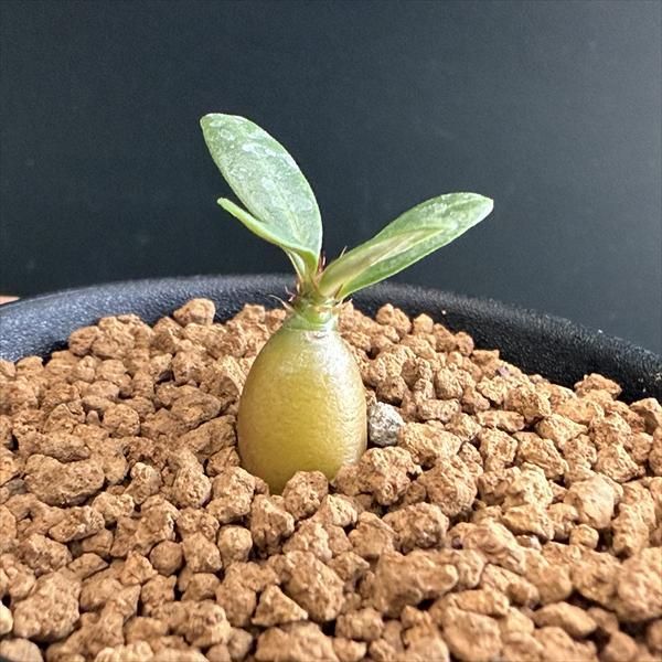 コーデックス：パキポディウム サキュレンタム*ミニ 塊根幅1.2cm