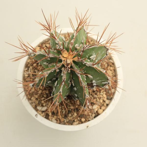 サボテン 約5cm〜10cm 楽天市場】「サボテン 寄せ植え」プチギフト ママ友 陶器鉢 鉢付