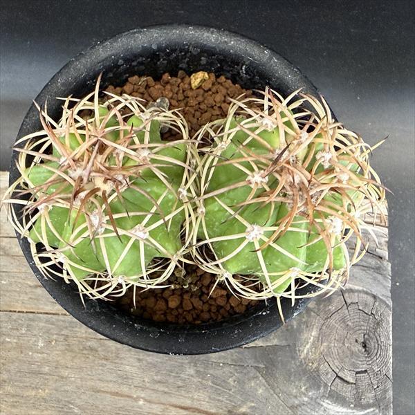 サボテン：フェロカクタス カルメン鯱×カルメン玉 2個入り*幅5cm