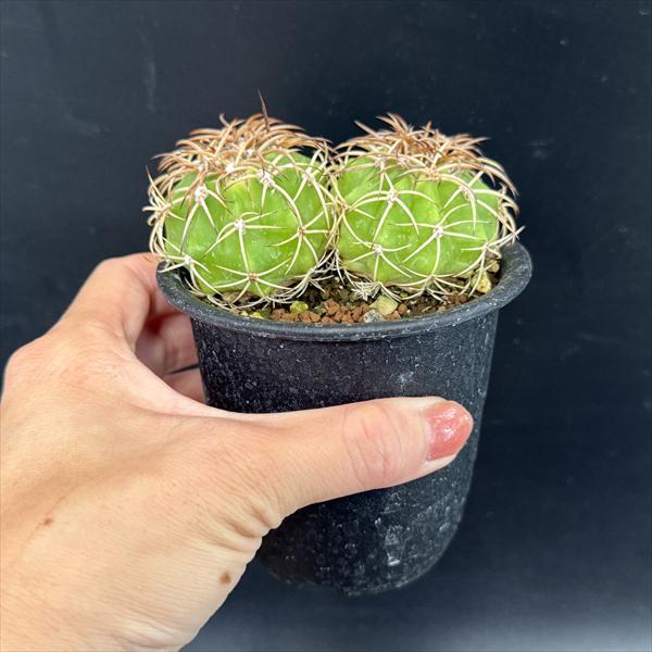 サボテン：フェロカクタス カルメン鯱×カルメン玉 2個入り*幅5cm