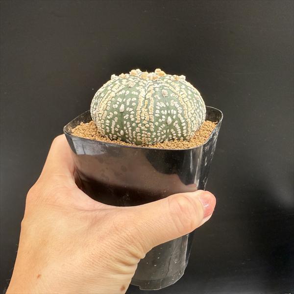 サボテン：アストロフィツム 兜丸 実生*幅6.5cm 現品！一品限り : 遊恵