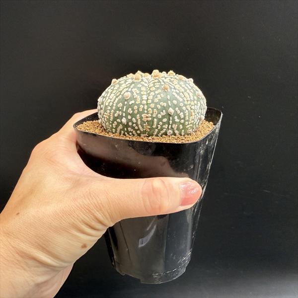 サボテン：アストロフィツム 兜丸 実生*幅6.5cm 現品！一品限り : 遊恵