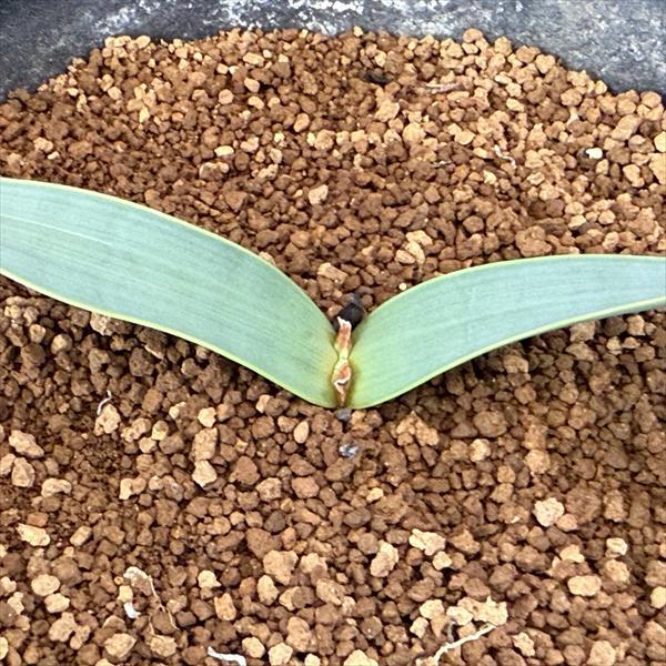 多肉植物：ウェルウィッチア ミラビス 奇想天外*幅30cm 現品！一品