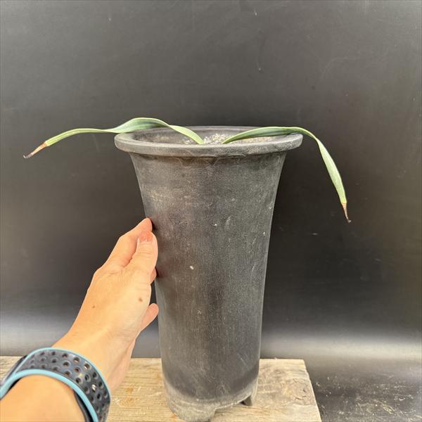 多肉植物：ウェルウィッチア ミラビス 奇想天外*幅30cm 現品！一品