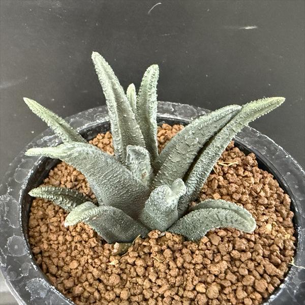 多肉植物：ハオルチア ソルディダ*幅8cm 現品！一品限り : 遊恵盆栽