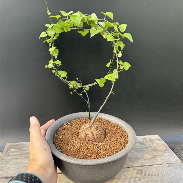 ☆特価☆コーデックス：アフリカ亀甲竜*塊根幅6cm 現品！一品限り