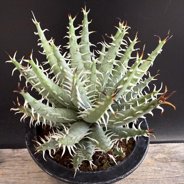 多肉植物：アロエ エリナケア*幅10cm : 遊恵盆栽 Yahoo!店 - 通販