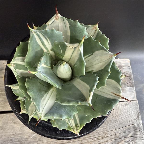 多肉植物：アガベ 王妃雷神 白中斑*幅13cm 現品！一品限り : 遊恵