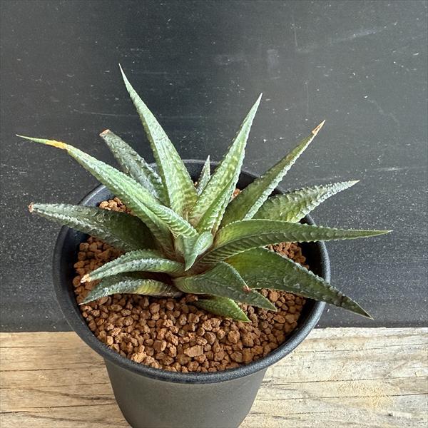 多肉植物：ハオルチア コエルマニオルム×スカブラ M*幅10cm : 遊恵