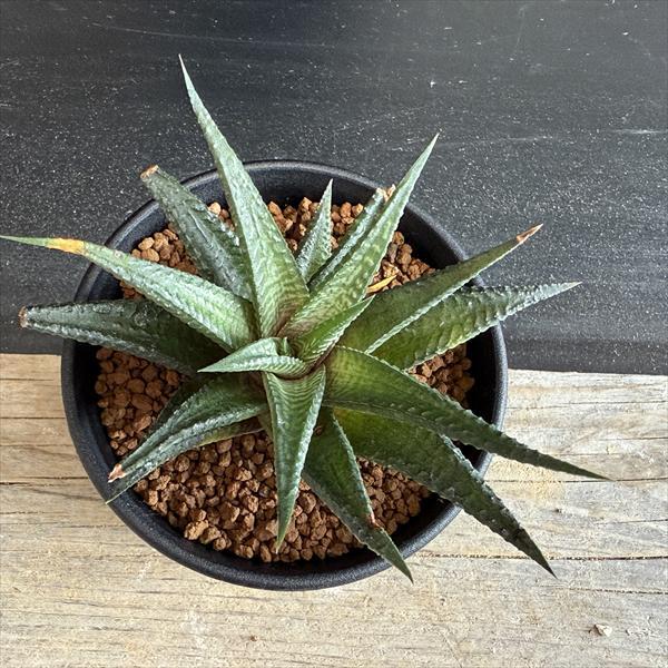 多肉植物：ハオルチア コエルマニオルム×スカブラ M*幅10cm : 遊恵