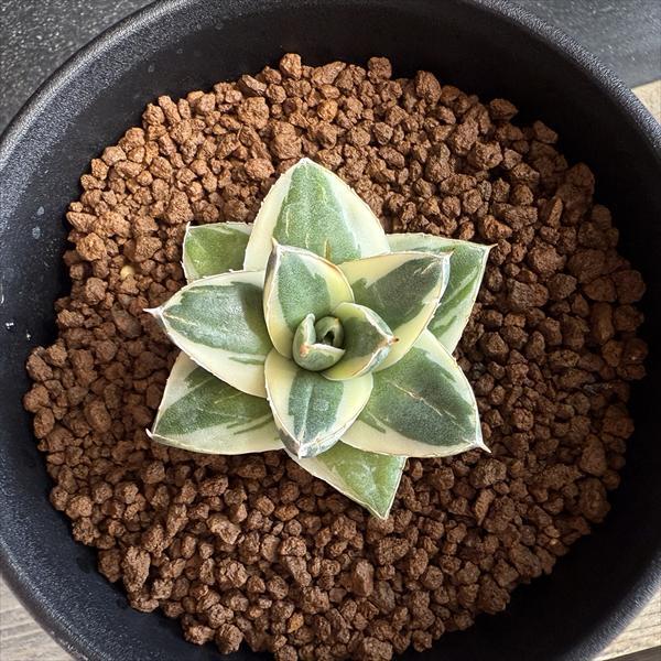 多肉植物：アガベ ピンキー*幅4.5cm 現品！一品限り : 遊恵盆栽