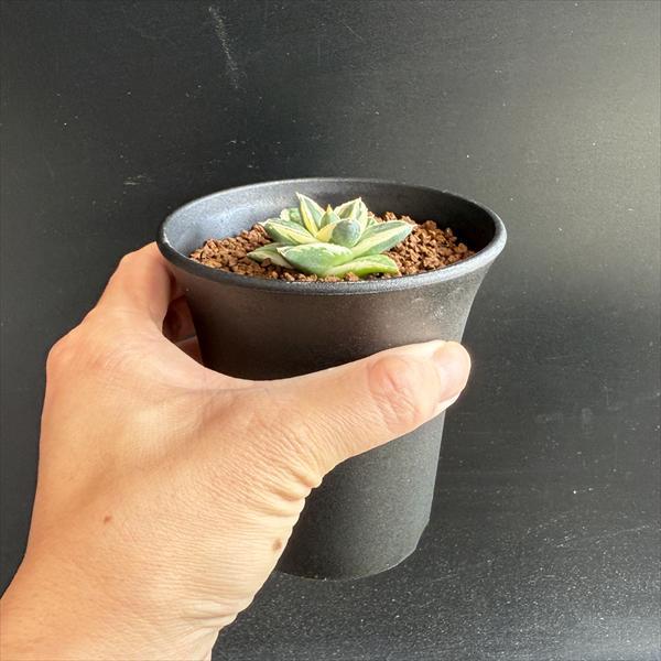 多肉植物：アガベ ピンキー*幅4.5cm 現品！一品限り : 遊恵盆栽