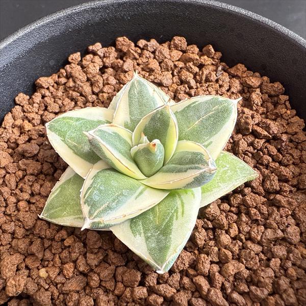 多肉植物：アガベ ピンキー*幅4.5cm 現品！一品限り : 遊恵盆栽
